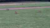 Invasione di conigli in via Adda