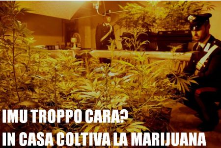 marijuana2013.JPG